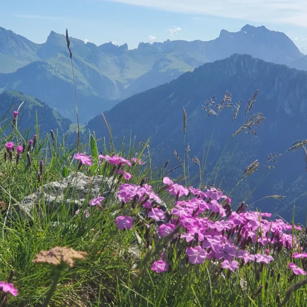 Anacad formation professionnelles haute savoie 74 chablais